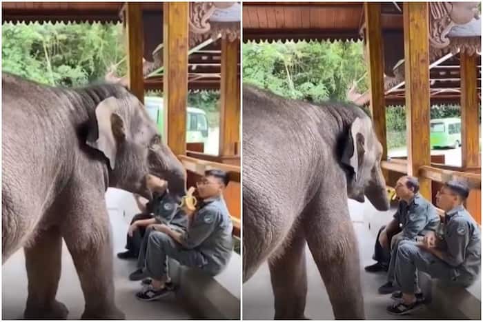 Elephant Snatches Bananas From Man's Hand & Eats It, Internet is Amused