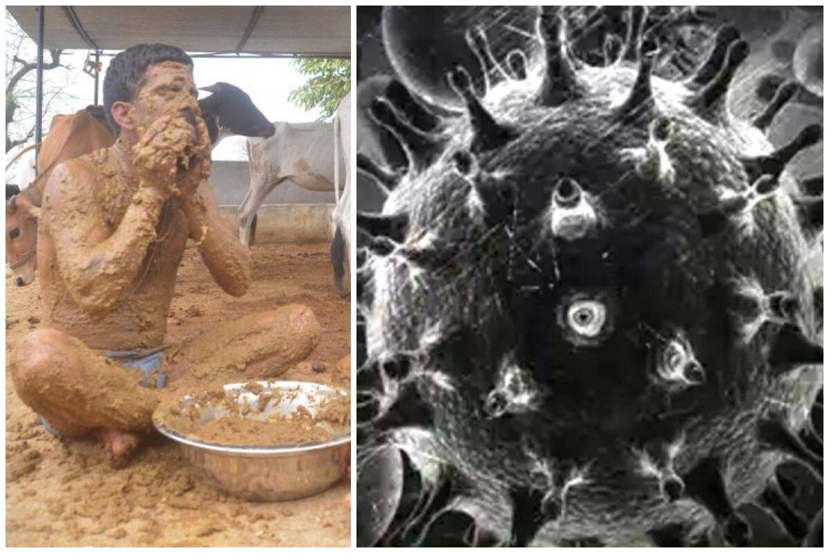 Cow Dung Increases Chances of Black Fungus in Diabetic And COVID Patients,  Say Doctors