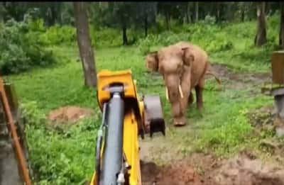 Watch: Heartwarming Video Shows Elephant Thanking JCB Machine After Being Rescued