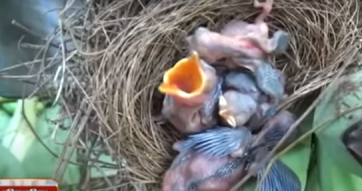 Viral Video: Elephants Destroy Over 300 Trees But Leave One With Bird's Nest Unharmed | Watch