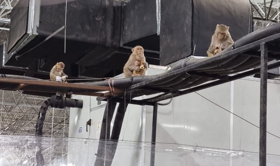 The covid care centre located in Radha Soami Beas in Delhi's Chhattarpur and said to be India's largest Covid care facility has been facing monkey menace