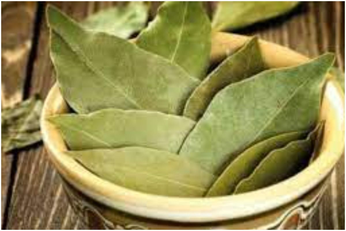 Bay Leaf Tea Benefits   Pjimage 2021 05 19T095655.079 