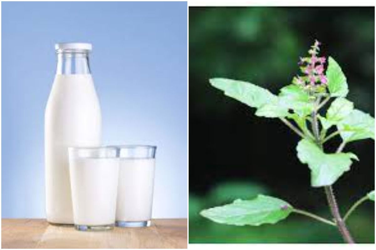 Tulsi Milk Ke Fayde चाय की जगह रोजाना पीएं तुलसी वाला दूध, मिलेंगे एक