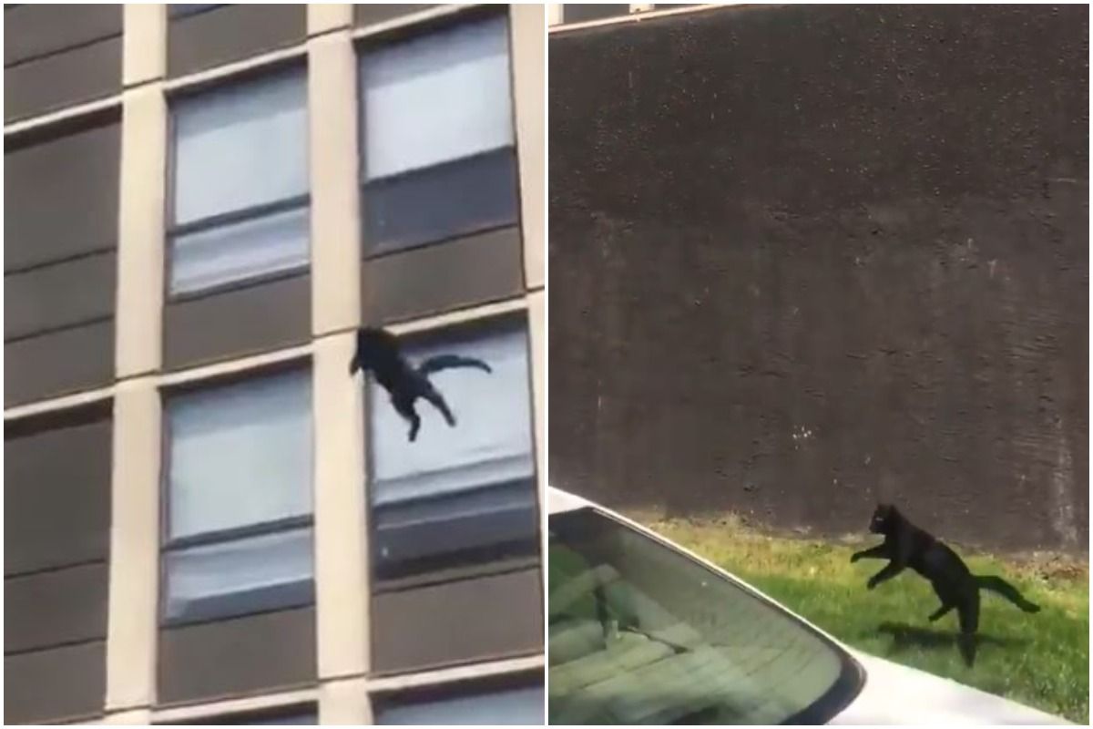 Cat Jumps Out of 5th Floor Window to Escape Fire, Viral Video Shows