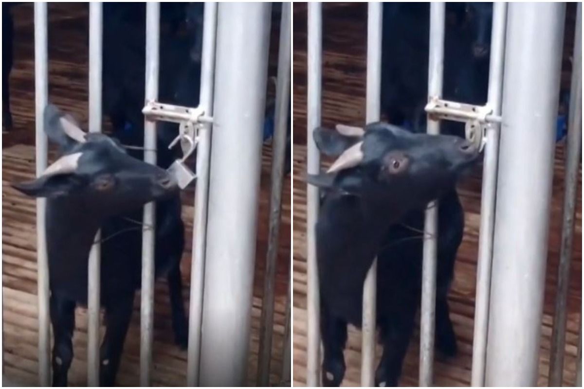 Viral Video: Watch How This Clever Goat Opened a Lock With its Mouth and Released its Friends from a Cage