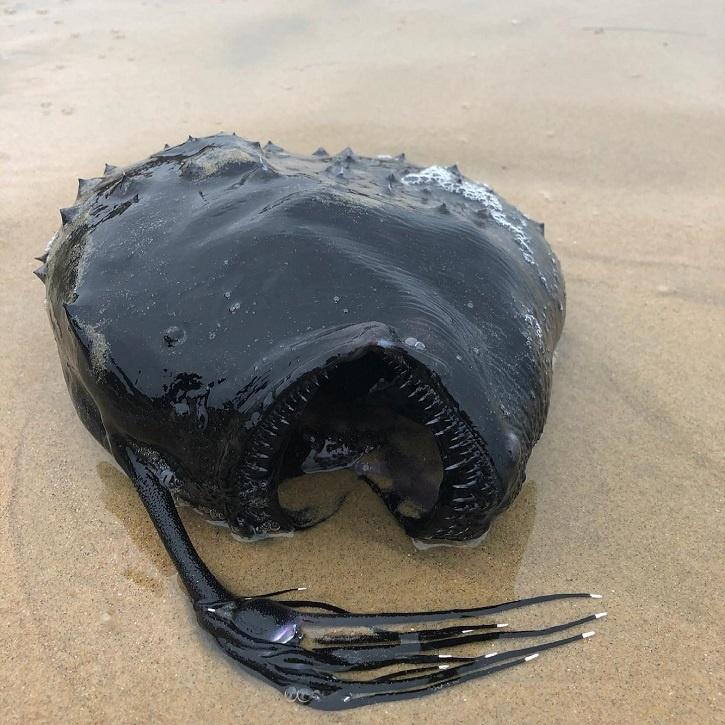 Rare fish that lives thousands of feet under the ocean washes ashore in  California state park