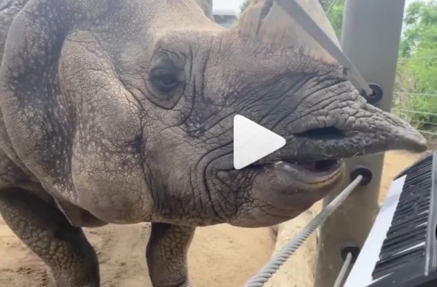 'He's so Talented'! Viral Video of Rhino Playing Keyboard on its Birthday Has Left Netizens in Splits | WATCH
