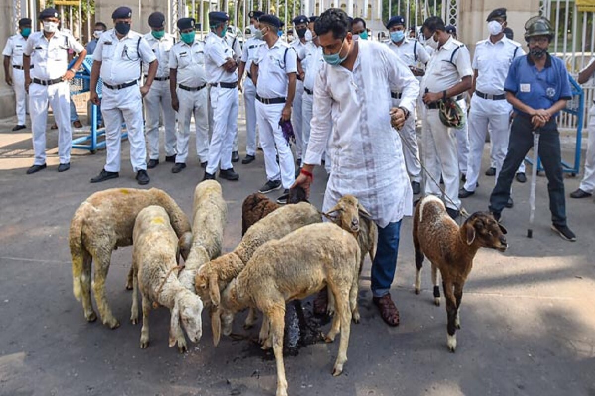 West Bengal Governor Upset Over Sheep Protest at Raj Bhavan Gate, Seeks Explanation From Police