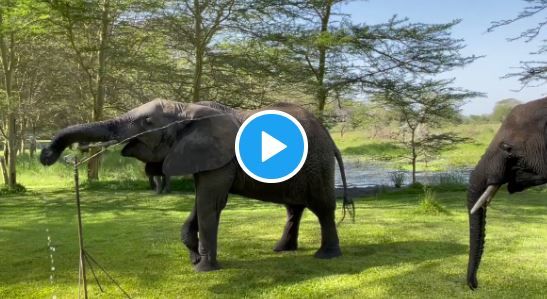 Viral Video: Elephant Drinks Water From Sprinkler As Another Waits For His Turn, Internet Loves It | Watch