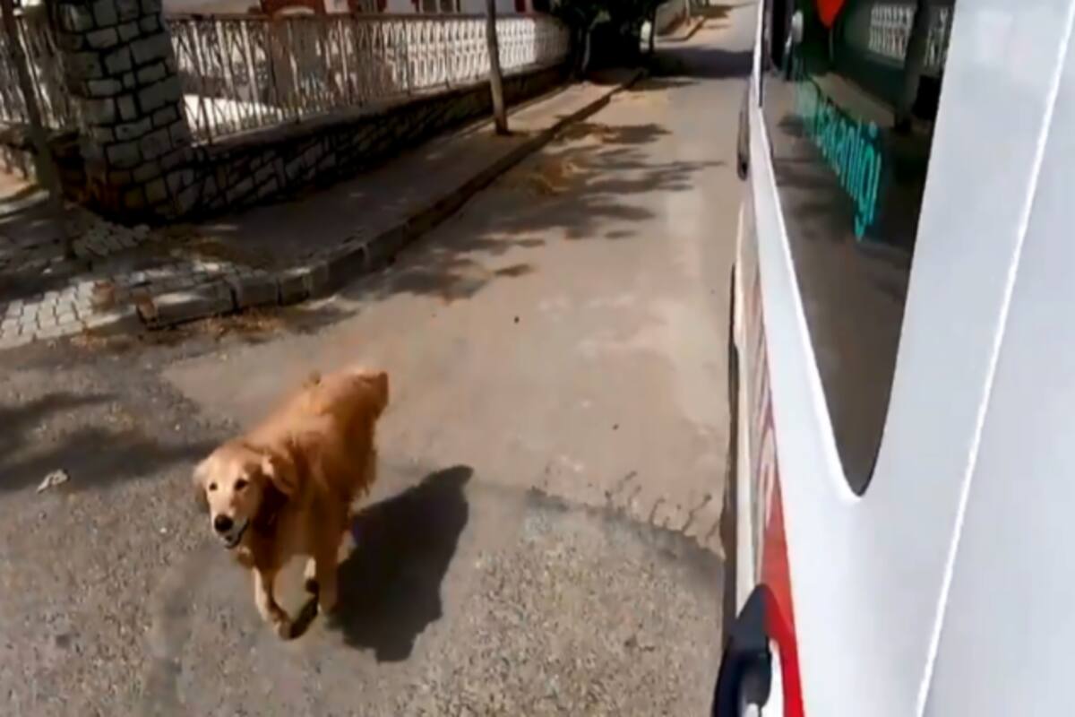 Viral Video: Pet Dog Follows His Owners Ambulance, Patiently Waits Outside  Hospital | Watch