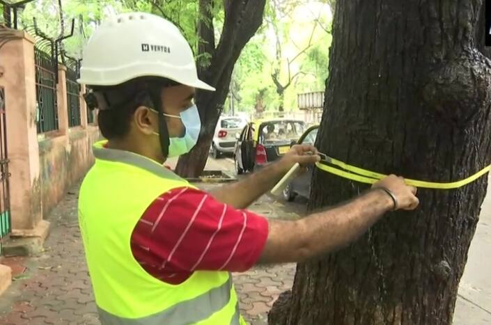 Tree Surgeons Appointed in Mumbai to Save Vulnerable Trees From Falling