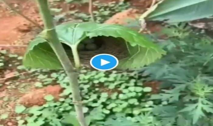 Viral Video Captures Beautiful Bird's Nest Sitting Inside a Rare Tree ...