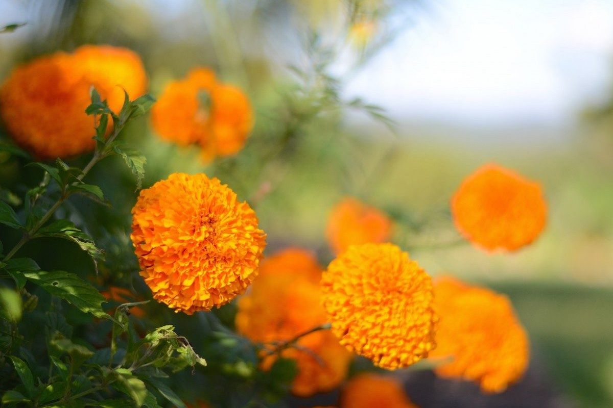 Marigold Flower Tea झेंडूच्या फुलांचा चहा प्यायला नसेल तर एकदा प्या