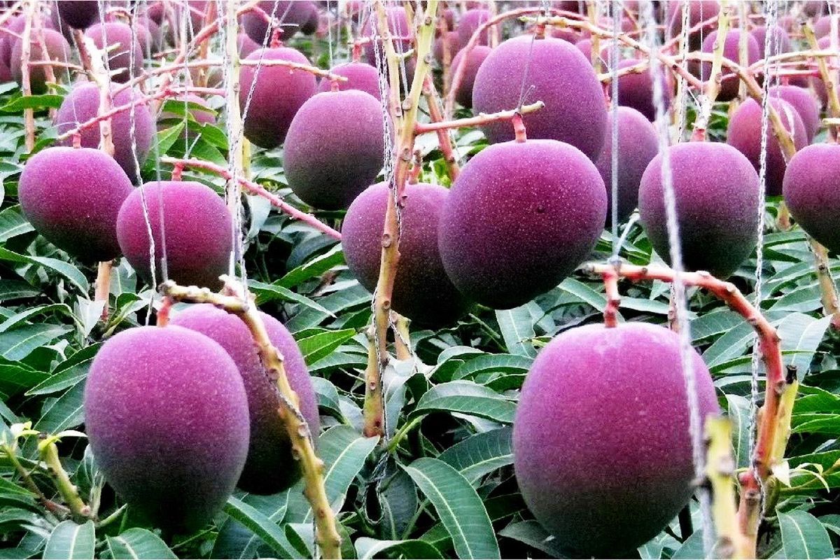 purple-mango-use-health-benefits-and-why-its-the-worlds-costliest-mango