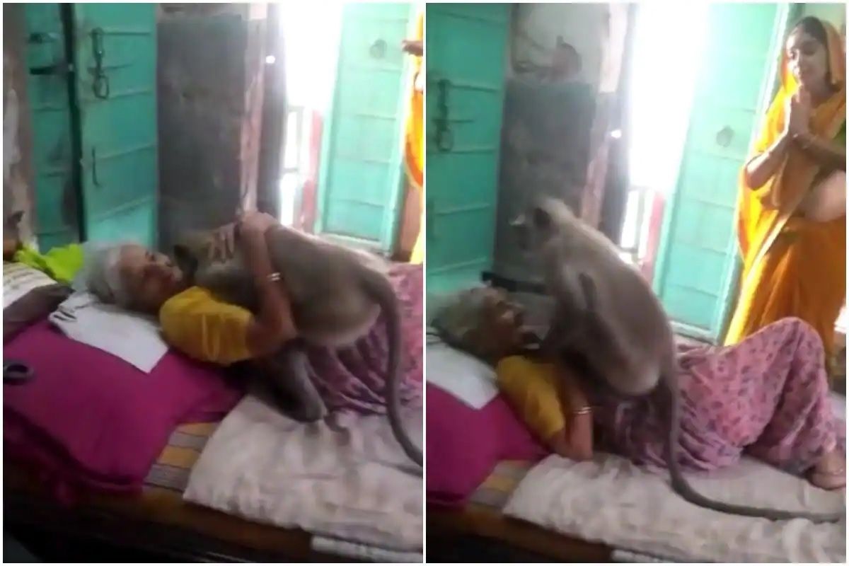Viral Video: ...अन् माकडाने असा केला आजीचा लाड, दोन वेळा मिठी मारत ...