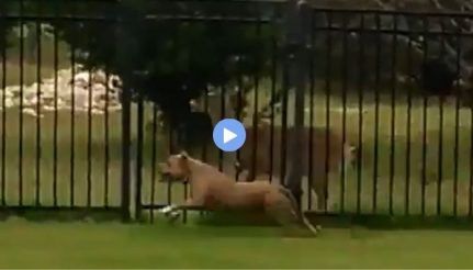 Viral Video: This Dog and a Deer Playing and Racing Each Other is ...