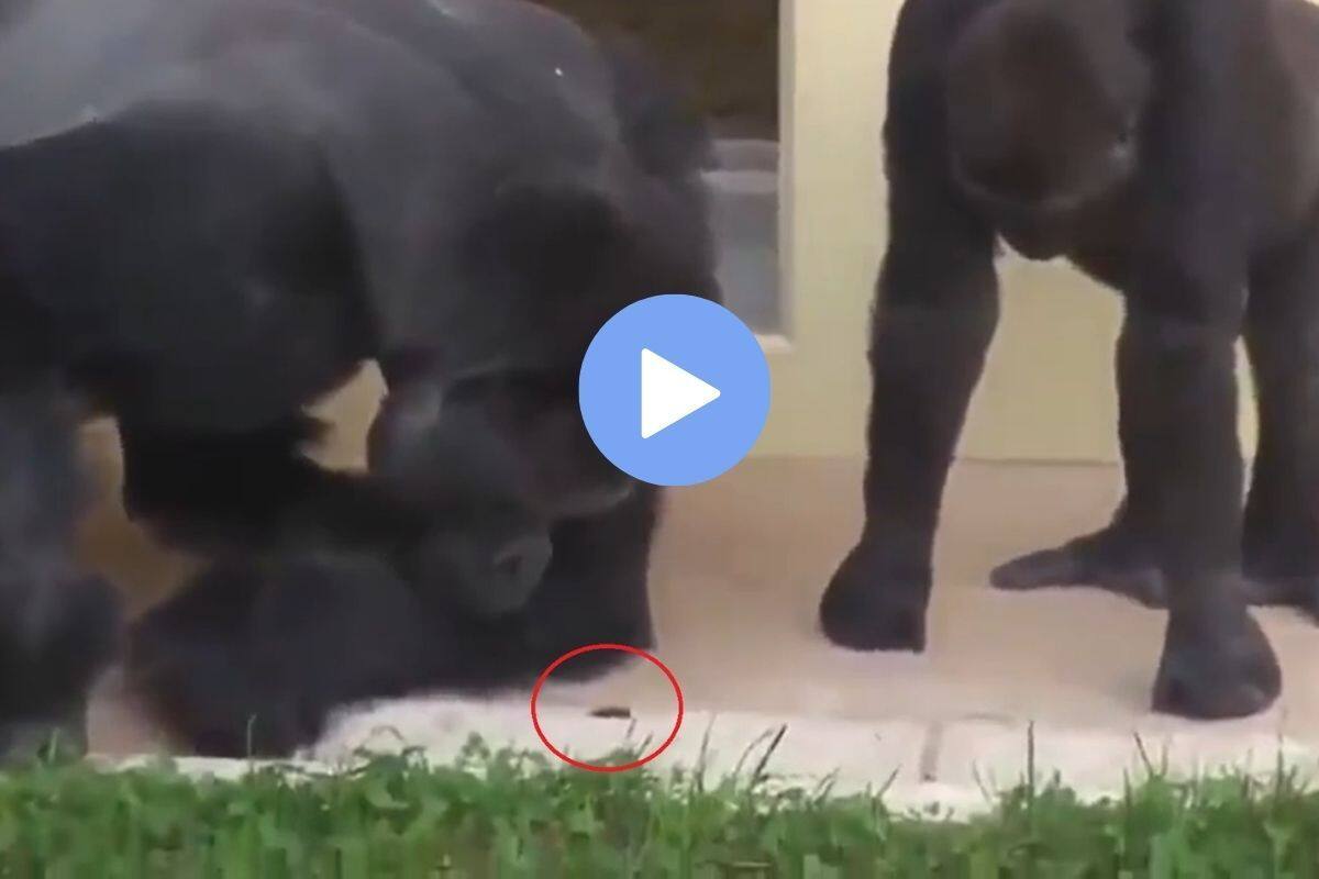 Viral Video: Two Gorillas Observing a Caterpillar Crawl in Their Enclosure  has Left Internet in Splits| WATCH 