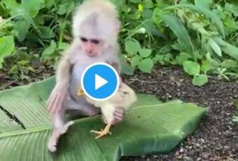 Baby Chicken Porn - Viral Video: This Baby Monkey Playing With a Little Chicken and Kissing it  Will Make You Go Awww | WATCH | India.com