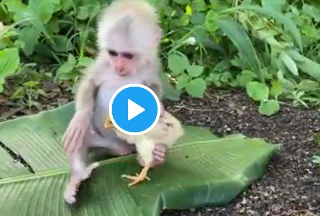 Viral Video: This Baby Monkey Playing With a Little Chicken and Kissing it  Will Make You Go Awww | WATCH 