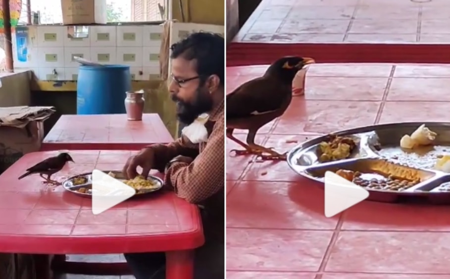Viral Video Man & Bird Eat Food From The Same Plate, Heartwarming