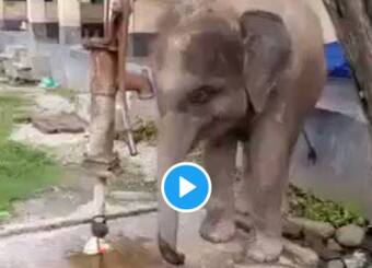Viral Video: Baby Elephant Operates Hand Pump on Its Own to Drink Water,  Adorable Video Wins The Internet