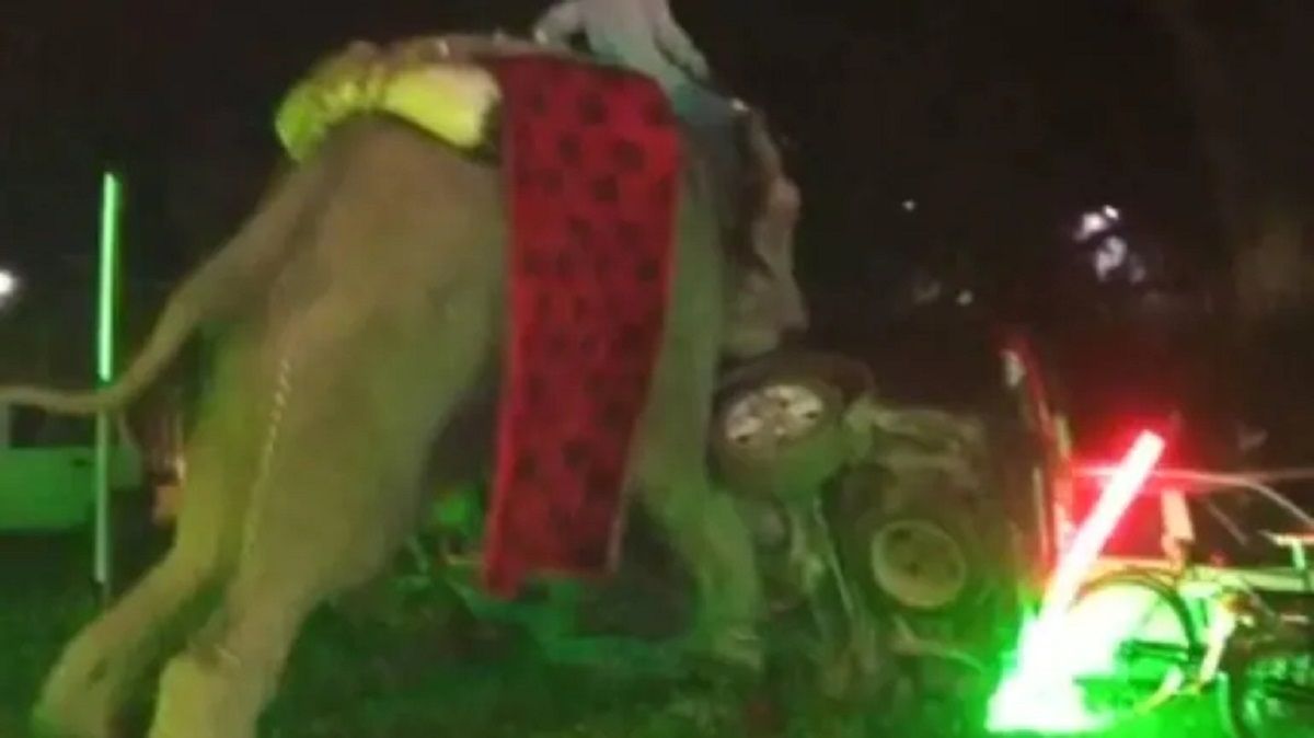 Viral Video: Angry Elephant Creates Ruckus At Wedding, Topples Cars; Groom Runs Away | Watch
