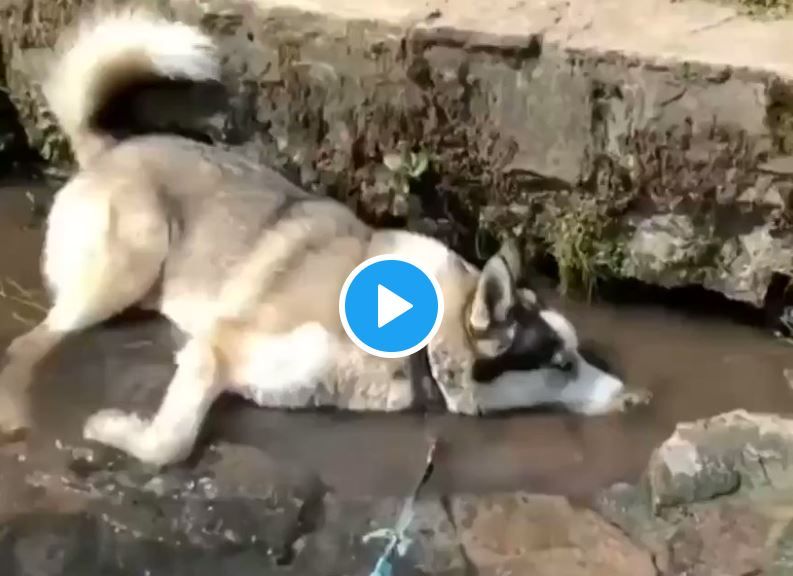 Viral Video: This Dog Enjoying its Day Out and Blowing Bubbles on a Water Stream is the Cutest Thing You'll Watch Today