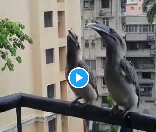 Video of Rare Indian Grey Hornbill Birds Sitting on a Mumbai Balcony Goes Viral, Netizens Are Fascinated | Watch