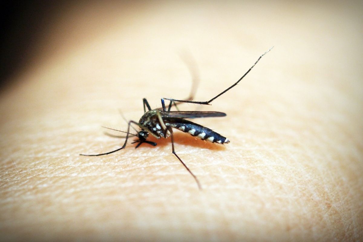 Malaria, Dengue, And Covid-19: How to Avoid Coinfection? Symptoms, Causes And More | Check Details