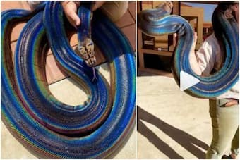 Viral Video of This Stunning Rainbow Snake Will Make Your Jaws Drop | Watch