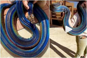 Viral Video of This Stunning Rainbow Snake Will Make Your Jaws Drop | Watch Viral Video of This Stunning Rainbow Snake Will Make Your Jaws Drop | Watch