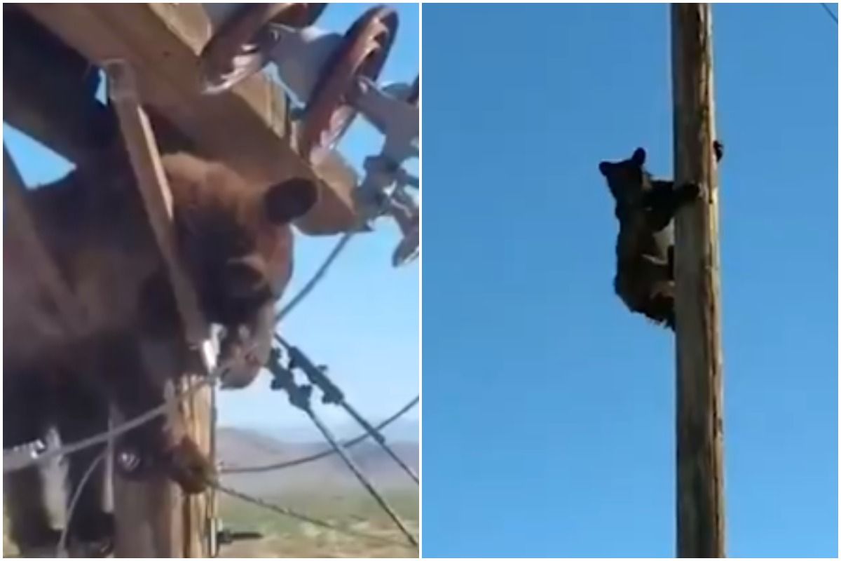 Viral Video: Bear Climbs Electric Pole & Gets Stuck in Wires, Causes Power Outage For 15 Minutes | Watch