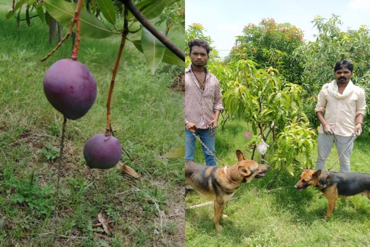 Miyazaki Mangoes Mp Couple Hires 4 Security Guards 6 Dogs To Protect Two Mango Trees The Reason Will Leave You Stunned