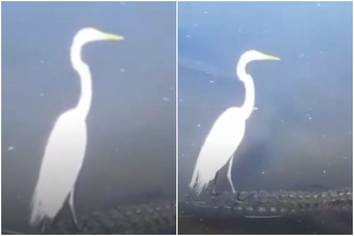 Viral Video: Brave Crane Casually Rides on Crocodile's Back, Netizens Amazed by Its Boldness | Watch