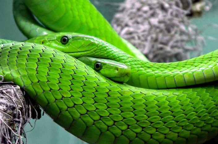 Snake Dreams Meaning What Does It Mean If You Are Dreaming About 