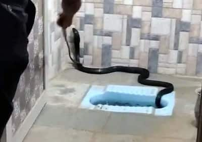 Rajasthan Man Goes to Bathroom to Freshen Up, Spots 8-Feet-Long Cobra Snake  on Toilet Seat