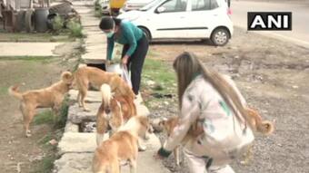 Humanitarian Act: 2 Girls From J&Ks Udhampur Feed Stray Dogs Amid Lockdown