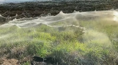 WATCH: Thousands of spiders take refuge in Australia after devastating  floods