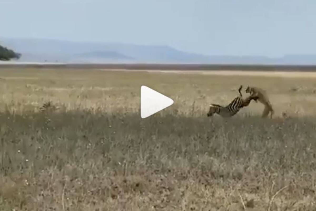 Didn't See that Coming: Video of Zebra Kicking Away a Following Lioness  With Ease Goes Viral | WATCH 