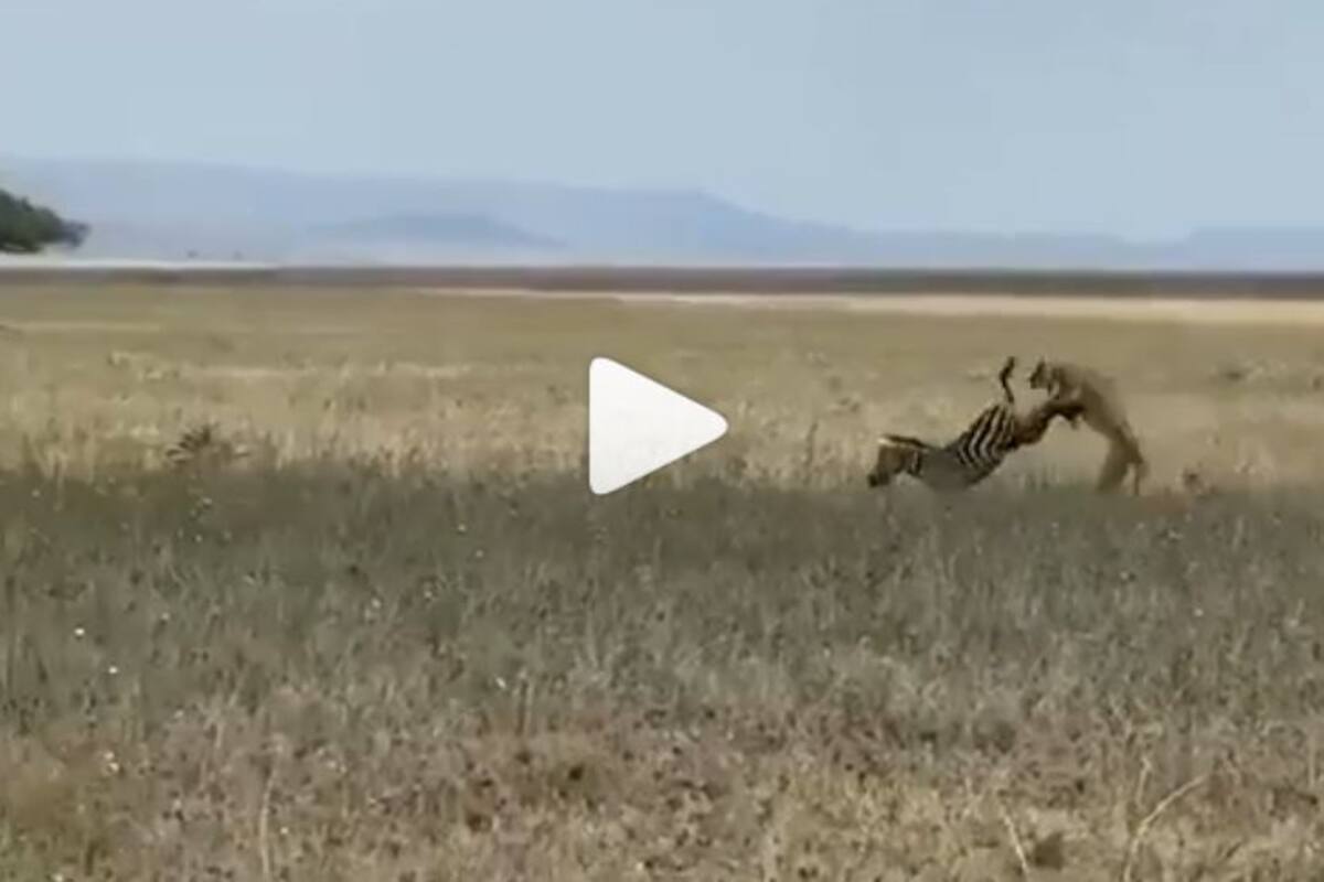 Didn't See that Coming: Video of Zebra Kicking Away a Following Lioness With Ease Goes Viral | WATCH Didn't See that Coming: Video of Zebra Kicking Away a Following Lioness With Ease Goes Viral | WATCH