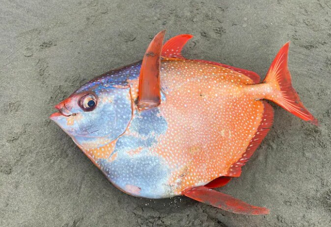 100-pound Opah fish found on Oregon's coast