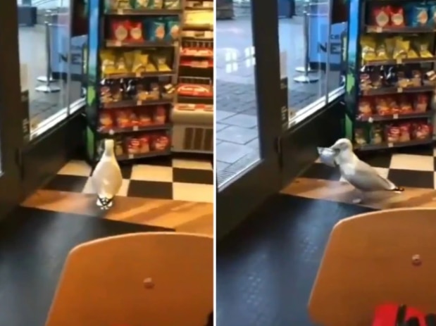 Viral Video: Seagull Sneaks Into a Store & Steals a Packet of Chips ...