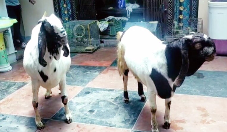 Eid al-Adha 2021: Pair of Goats Sold For Whopping Rs 4.5 lakh in Lucknow, Are Fed Dry Fruits Daily