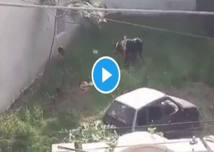 Bull Ka Badla
