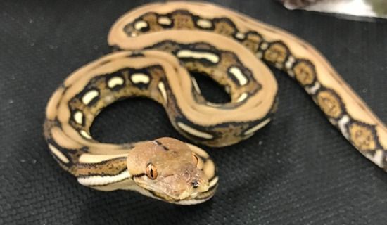 Absolute Horror: Man Bitten in Genital Area by a Python While He Was Sitting on The Toilet!