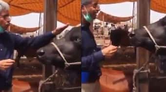 Viral Video: Pakistani Reporter Interviews Buffalo, Asks 'Lahore Kaisa Laga Aapko?'| WATCH the Buffalo's Hilarious Reply Viral Video: Pakistani Reporter Interviews Buffalo, Asks 'Lahore Kaisa Laga Aapko?'| WATCH the Buffalo's Hilarious Reply