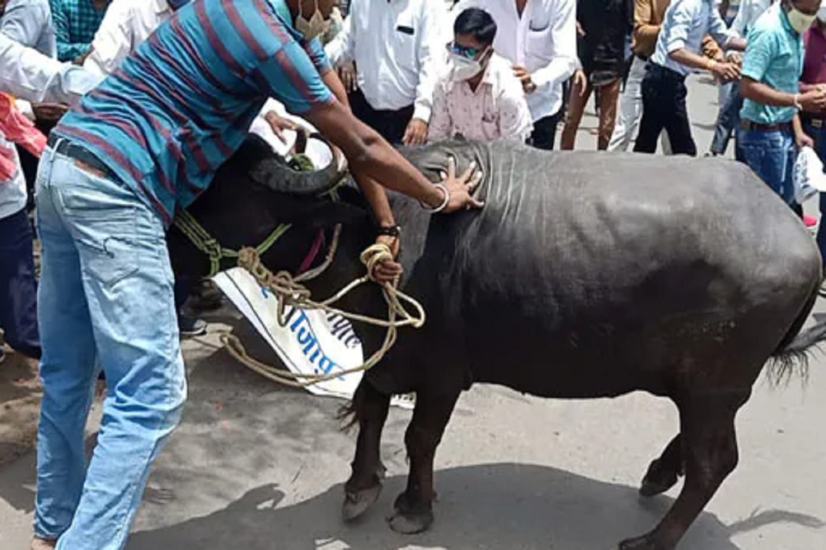 Buffalo Goes On Rampage At Protest Site In Madhya Pradesh, Injures Agitators | Watch