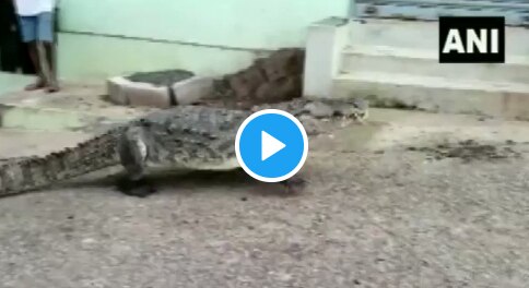 Viral Video: Giant Crocodile Strolling Through Karnataka Village Triggers Panic, Rescued Later | Watch