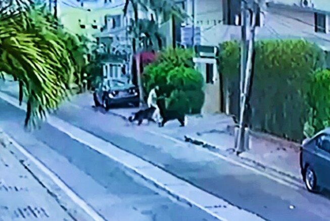 Bizarre! 2 Pet Dogs Get ‘Death Sentence’ in Pakistan For Attacking Lawyer, Video Emerges | Watch