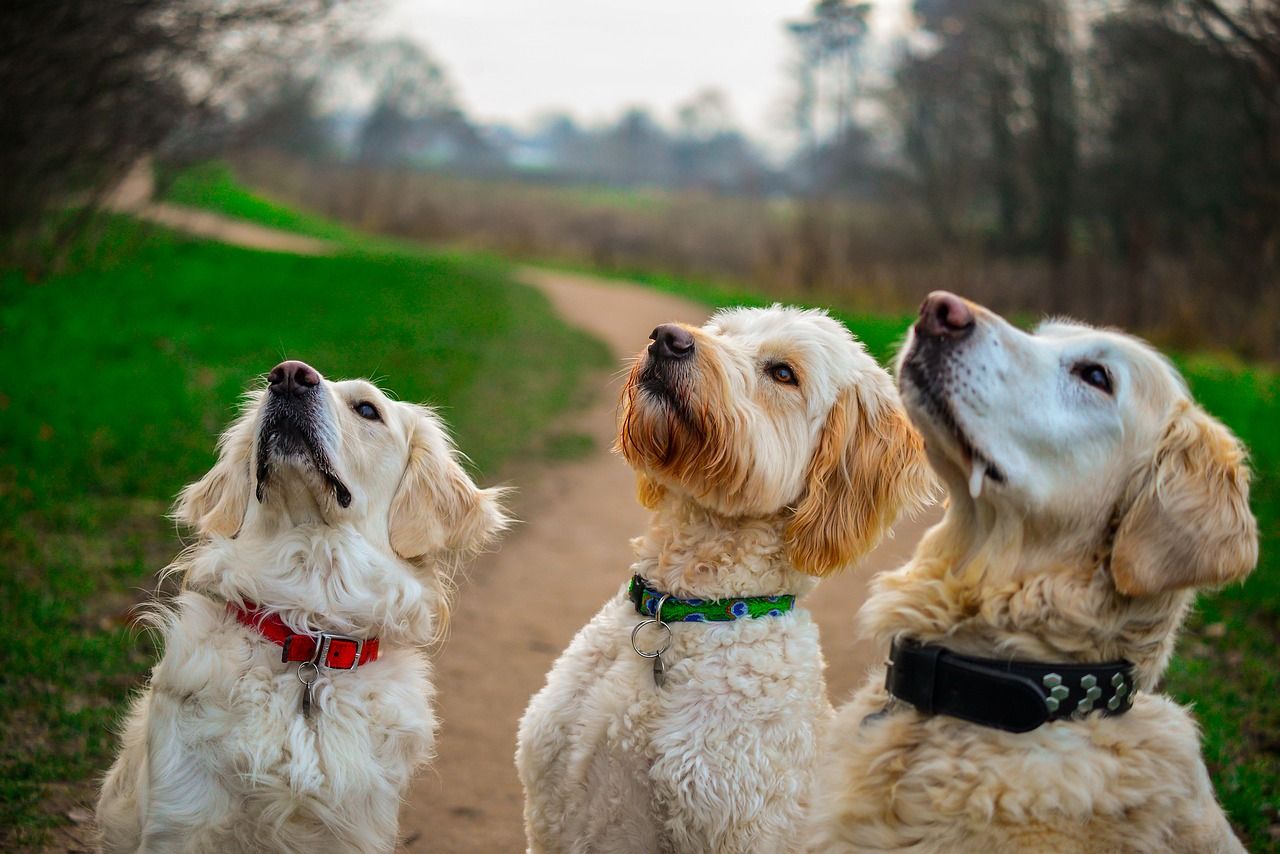 Dog bite food hotsell to avoid in tamil